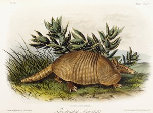Neunbinden-Gürteltier, 1849-1854 von John Woodhouse Audubon