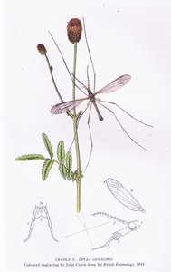 Schnaken, Natur in Großbritannien veröffentlicht von Collins, 1946