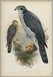 Habicht, gezeichnet von J. Wolf, graviert von H. C. Richter