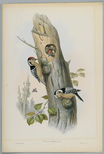 Kleinspecht, graviert von H. C. Richter