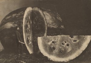 Mann schneidet Wassermelone von Johnson