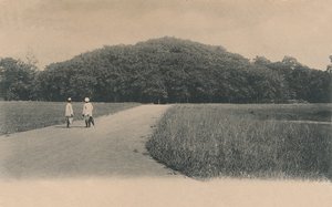 Der Banyanbaum, Botanischer Garten, Kalkutta, 1906 von Johnston and Hoffmann