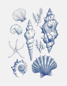 Blaue Nautische Muscheln