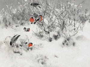 Rote Gimpel im Schnee