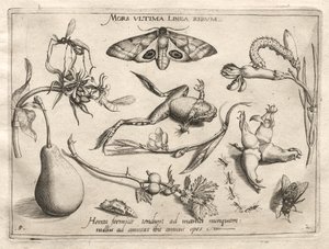 Archetypen und Studien: Der Tod ist die Linie, die das Ende von allem markiert Teil II, Platte 5, 1592