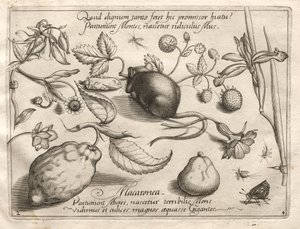 Archetypen und Studien: Was kann im Einklang mit einem solchen höhlenartigen Versprechen entstehen, 1592 von Joris Hoefnagel