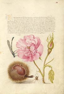Libelle, Französische Rose, Spanische Kastanie und Spinne