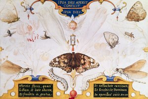 Diptychon mit Blumen und Insekten, 1591 von Joris Hoefnagel