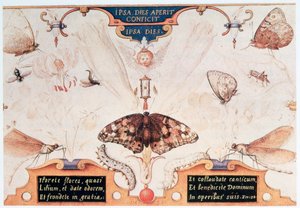 Diptychon mit Blumen und Insekten, 1591