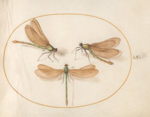 Libelle, ca. 1575-80