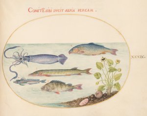 Fisch, ca. 1575-80 von Joris Hoefnagel