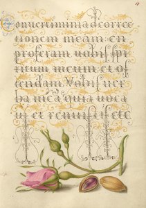 Französische Rose und Pistazie von Joris Hoefnagel