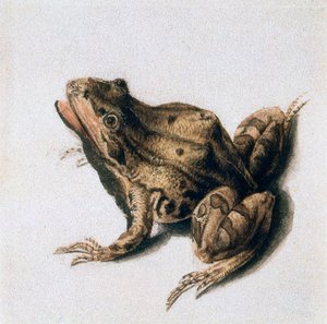 Grüner Frosch, 16. Jahrhundert