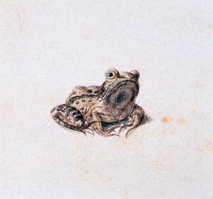 Grüner Frosch, 16. Jahrhundert