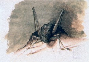 Grünes Heupferd, 16. Jahrhundert von Joris Hoefnagel