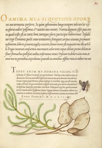 Stubenfliege, Lavendelwatte und Silberblatt von Joris Hoefnagel