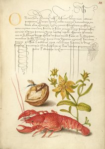 Insekt, Englische Walnuss, Johanniskraut und Flusskrebs