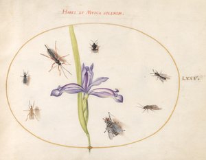 Insekten, ca. 1575-80 von Joris Hoefnagel
