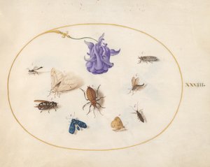 Insekten, ca. 1575-80 von Joris Hoefnagel
