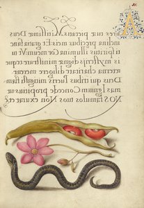 Gartenbohne, Anemone und Natter