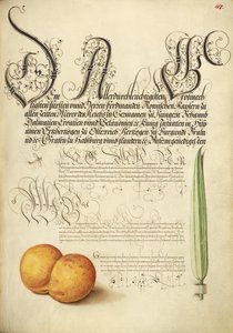 Eintagsfliege, Aprikose und Schilfgras von Joris Hoefnagel