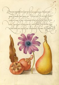 Mispel, Anemone und Birne