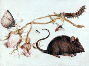 Maus, Blume und Insekt, 16. Jahrhundert