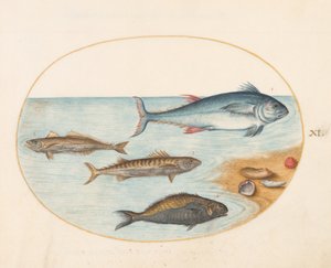 Tafel 11: Vier Fische und Muscheln von Joris Hoefnagel
