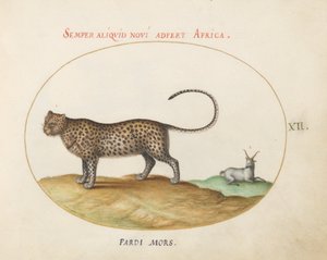 Tafel 12: Ein Gepard(?) und ein Wildschaf