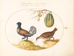 Tafel 12: Paar Auerhähne mit einer Melone und Birnen