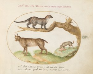 Tafel 14: Ein Zibet, ein Luchs und eine Hyäne