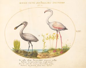 Teller 14: Löffelreiher und Flamingo