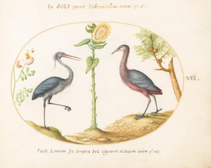 Tafel 16: Zwei Reiher(?) mit einer Sonnenblume