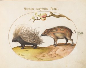 Tafel 17: Stachelschwein und Wildschwein