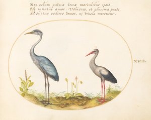 Tafel 18: Reiher und Storch