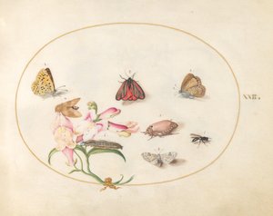 Tafel 22: Schmetterlinge mit anderen Insekten und einem Löwenmaul