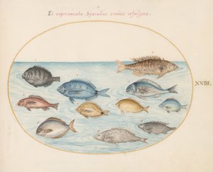 Tafel 23: Brasse(?) und andere Fische von Joris Hoefnagel