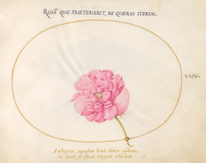Tafel 24: Rosa Rose
