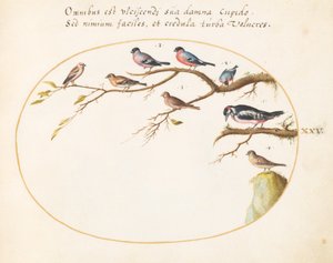 Tafel 25: Buntspecht, Gimpel, Spatzen und andere Vögel von Joris Hoefnagel