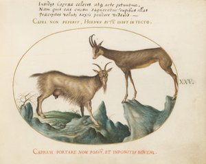 Tafel 25: Zwei Wildziegen