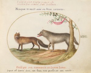 Tafel 26: Ein Rotfuchs und ein Wolf
