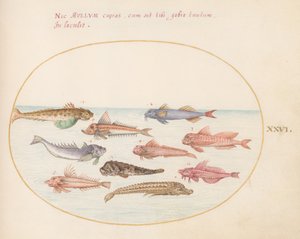 Tafel 26: Knurrhähne, Drachenköpfe und andere Fische von Joris Hoefnagel