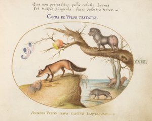 Tafel 27: Ein Kreuzfuchs, eine Hyäne/Pavian, ein "Seewolf" und ein Gulon (Vielfraß?)