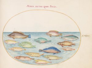 Tafel 28: Meerbrasse(?) und andere Fische von Joris Hoefnagel