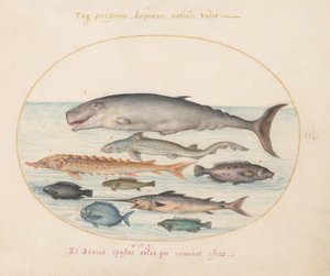 Tafel 2: Pottwal, Stör, Hai und andere Fische