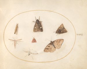 Tafel 30: Sieben Motten von Joris Hoefnagel