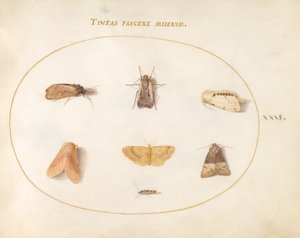 Tafel 31: Sieben Motten von Joris Hoefnagel