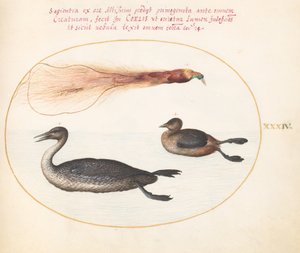 Tafel 34: Paradiesvogel mit Gänsesäger(?) und Lappentaucher(?)