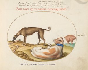Tafel 34: Drei Hunde, darunter ein "Mimick"