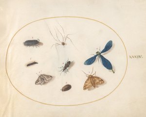 Tafel 34: Zwei Motten mit einer Spinne, einer Raupe und vier anderen Insekten